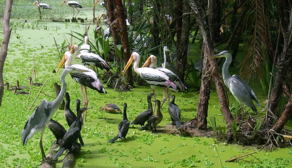 Tra Su Bird Sanctuary